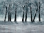Picture of BLUE FOREST