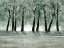 Picture of GREEN FOREST 1