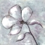 Picture of CHERISHED BLOOM 5