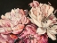 Picture of PINK PEONIES