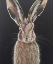 Picture of HARE