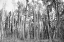 Picture of ASPEN BW 2