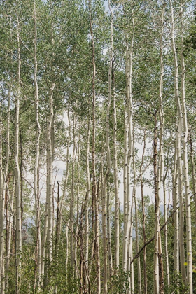 Picture of ASPEN FOREST 1