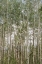 Picture of ASPEN FOREST 1