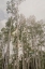 Picture of ASPEN FOREST 2