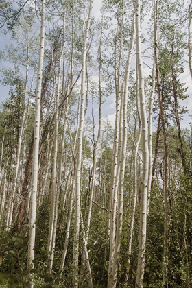 Picture of ASPEN FOREST 3