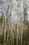Picture of ASPEN FOREST 3
