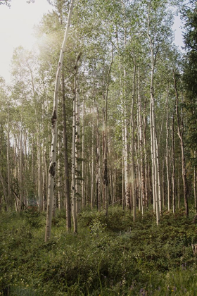 Picture of ASPEN FOREST 4