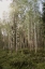 Picture of ASPEN FOREST 4