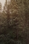Picture of PINE WILDERNESS 2