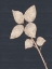 Picture of FLOWER 2