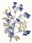 Picture of INDIGO FLOWERS