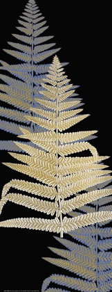 Picture of FERN GOLD 3