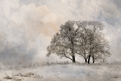 Picture of WINTER FROST 2