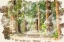 Picture of TREE AVENUE