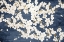 Picture of MAGNOLIA BLUES