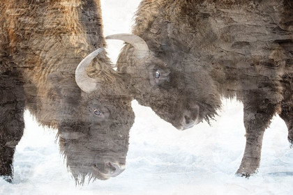 Picture of BISON TWO