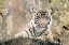 Picture of TIGER LOVE