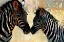 Picture of ZEBRA LOVE