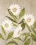 Picture of DAISIES 1