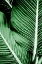 Picture of TROPICAL 1