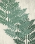 Picture of FERN 1 GREENS