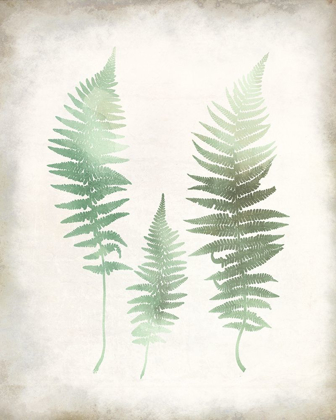 Picture of WATERCOLOR FERN 1 VINTAGE