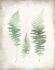 Picture of WATERCOLOR FERN 1 VINTAGE