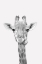 Picture of QUIRKY GIRAFFES 2