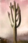 Picture of CACTI