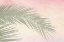 Picture of PALM