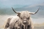 Picture of HIGHLAND