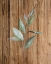 Picture of LEAF WOOD 1