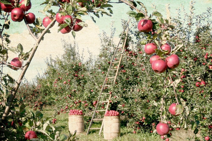 Picture of APPLE ORCHARD