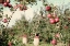 Picture of APPLE ORCHARD