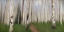 Picture of PATH THROUGH THE ASPENS