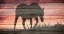 Picture of HORSE SUNSET