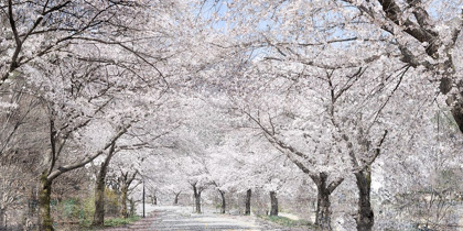 Picture of CHERRY BLOSSOM LANE