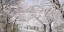 Picture of CHERRY BLOSSOM LANE