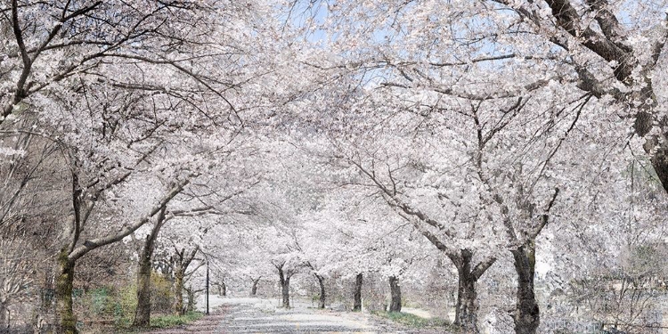 Picture of CHERRY BLOSSOM LANE