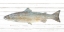 Picture of TROUT 1