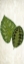 Picture of BOTANICAL GREENS 1