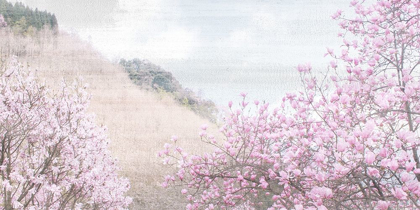 Picture of HILLSIDE PINK