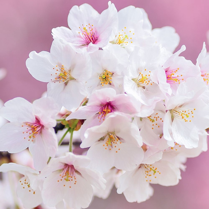 Picture of BLOSSOMS PARIS 1