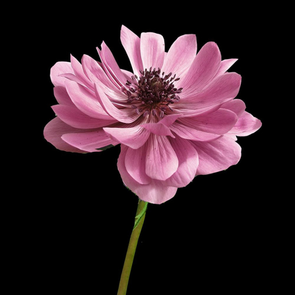 Picture of PINK PARIS 2