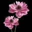 Picture of PINK PARIS 3