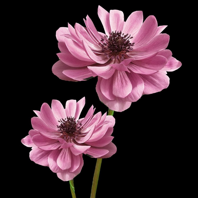 Picture of PINK PARIS 3