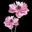 Picture of HE HEALS BLOSSOMS 3