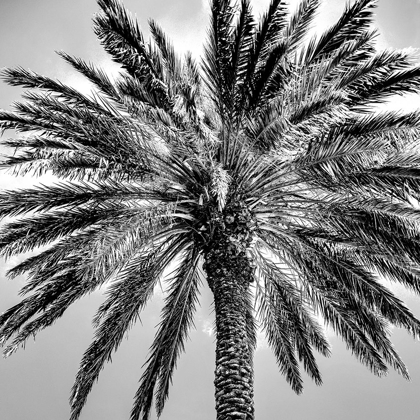 Picture of UNDER THE PALM