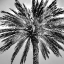 Picture of UNDER THE PALM